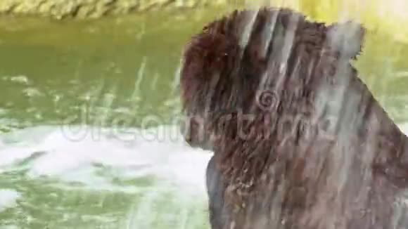 慢动作接近布朗熊洗澡在瀑布野乌尔索斯视频的预览图