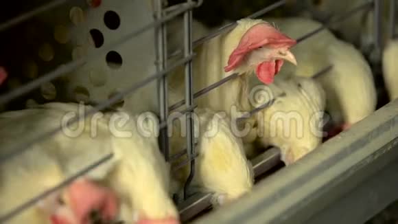 鸡吃食物托盘里放鸡蛋慢动作视频的预览图