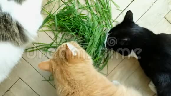 三只猫吃新鲜的青草视频的预览图