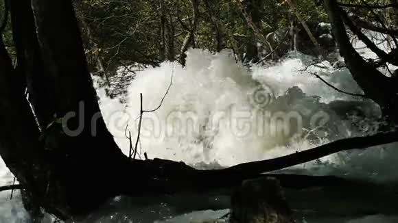 山河溪流沿着森林流淌水流向树木劈裂水流缓慢视频的预览图
