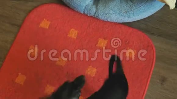 狗的玩具猎手在一块红垫子上追逐尾巴视频的预览图