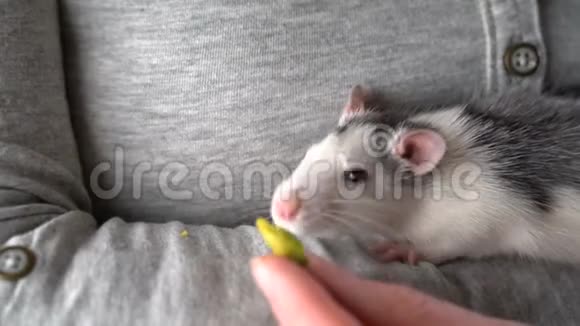 女孩抱着一只可爱的老鼠老鼠吃了又嗅视频的预览图