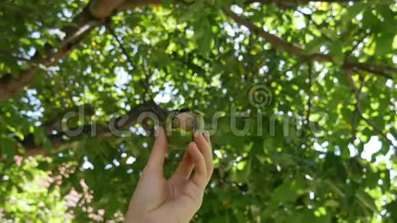 左女手拿着一颗核桃果背景中有一颗核桃树秋收坚果的季节视频的预览图