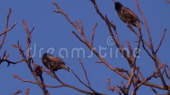 两只雏鸟在树上视频的预览图