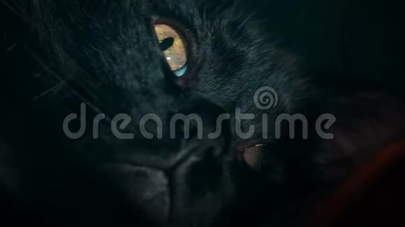 一只黑猫脸紧紧地拍着视频的预览图
