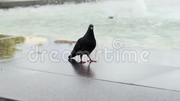 靠近喷泉的鸽子公园里的鸽子视频的预览图