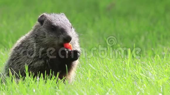 小可爱的土拨鼠在绿草中吃胡萝卜另一个试着吃但很幸运视频的预览图