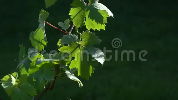 葡萄藤与树叶在阳光明媚的一天特写农场和酒庄的录像视频的预览图