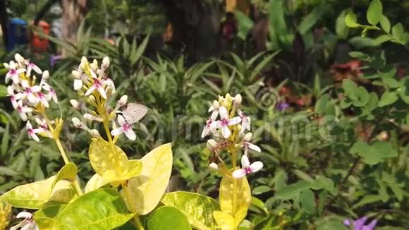 泗水城广场附近美丽的小白花缓慢移动视频的预览图