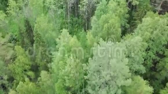 茂密森林的绿树顶部的俯视图库存录像美丽的自然和丰富的绿色混合森林视频的预览图