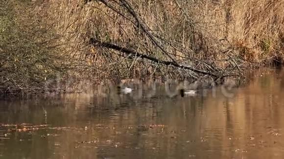 鸭子在池塘里游泳藏在灌木丛里视频的预览图