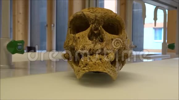 科学实验室中一名尼安德特人的头骨模型视频的预览图