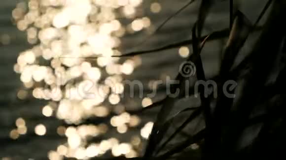 日落时随风摆动的剪影树传单视频的预览图