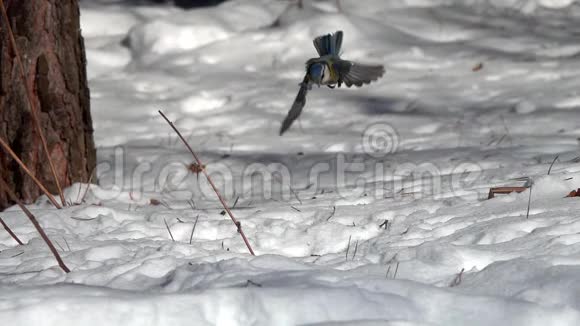 欧亚蓝山雀在雪地里飞来飞去抓一粒向日葵种子动作很慢视频的预览图