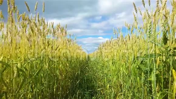 风中的小麦穗视频的预览图