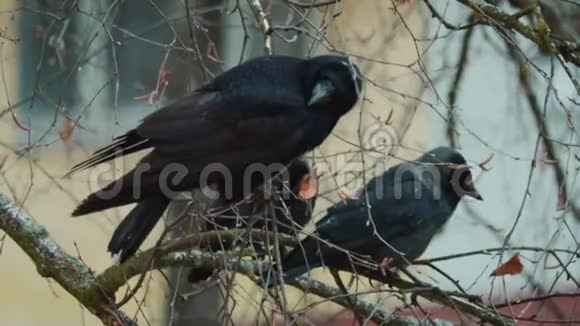 深秋三只黑色的皱褶乌鸦坐在光秃秃的树枝上视频的预览图