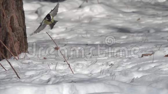 鸟大头鹦鹉主要飞起来在雪地里抓住一颗向日葵种子慢动作视频的预览图