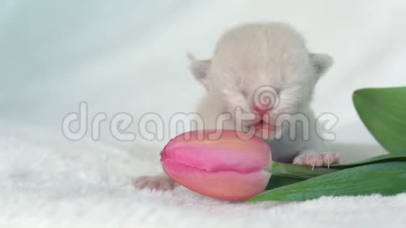 带粉红色郁金香的米色缅甸小猫视频的预览图
