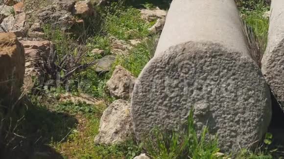 龟爬行绿草古希腊柱遗址视频的预览图