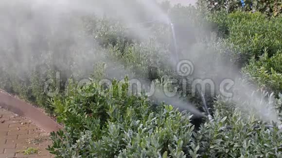 用雾灌系统浇灌植物视频的预览图