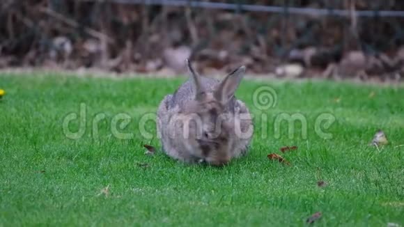 野兔在城市环境中以草坪为食视频的预览图