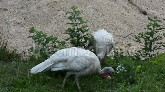 户外草地上的白色火鸡大型鸟类散步寻找食物视频的预览图