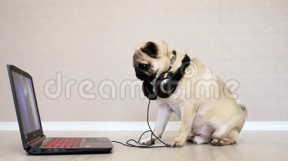 有趣的狗狗看着笔记本电脑的屏幕带着大耳机视频的预览图