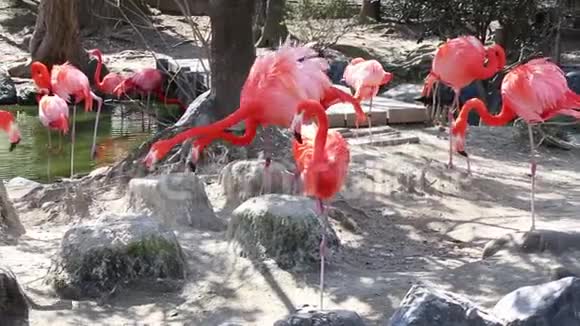 一群火烈鸟在找食物视频的预览图