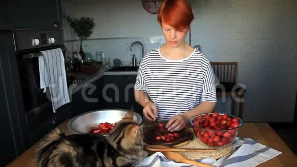 年轻的女人切了新鲜成熟的草莓做果酱小猫缅因州考恩看着她的工作视频的预览图