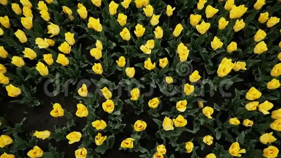 美丽的公园里盛开的黄色郁金香许多鲜花视频的预览图