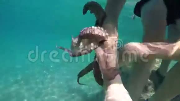 释放一只章鱼视频的预览图