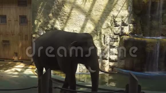 大象走路和吃草和树叶视频的预览图