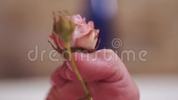 雌性脚趾紧紧地抱着粉红色的小玫瑰皮肤因水而起皱视频的预览图