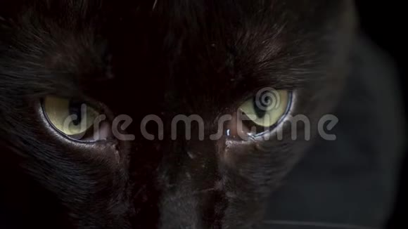 一只黑猫的特写绿眼睛不健康的眼睛4k视频的预览图