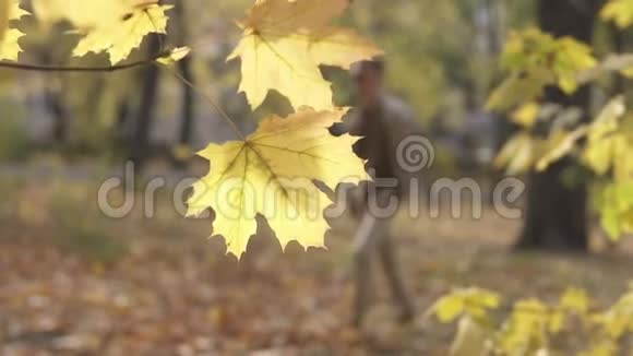 年轻的街头式休闲男子戴着着太阳镜在秋天的公园里散步撕掉了黄色的枫叶视频的预览图