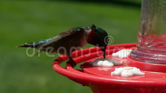 雄性红宝石喉蜂鸟大栖息和饮料在鸟类饲养视频的预览图