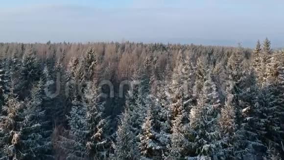 在白雪皑皑的冬林中升起的景色视频的预览图