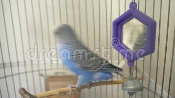 家养的蓝色鹦鹉视频的预览图