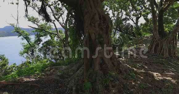 靠近蓝色海洋的马南崎海角位于大岛大岛上视频的预览图