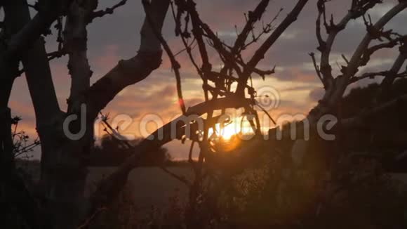 德国东弗里斯亚的一片麦田里一棵古老的蜘蛛网在夕阳下剪影多利射击跟踪射击视频的预览图