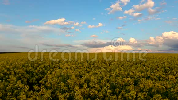 黄色油菜花在晴朗的蓝天上视频的预览图
