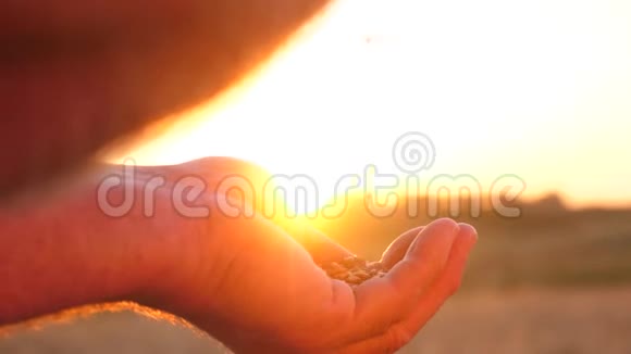 一粒麦子在一个农民的手中在美丽的夕阳下特写镜头商人评价质量视频的预览图