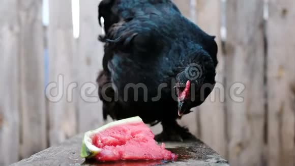 黑鸡在露天的木凳上啄西瓜片视频的预览图