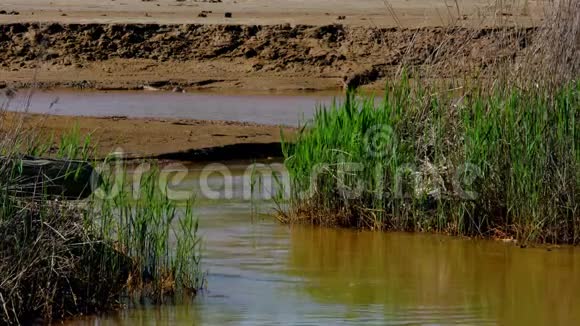 肮脏的河流流经沙漠库存录像河流转弯流经沙漠粘土地形沼泽草在视频的预览图