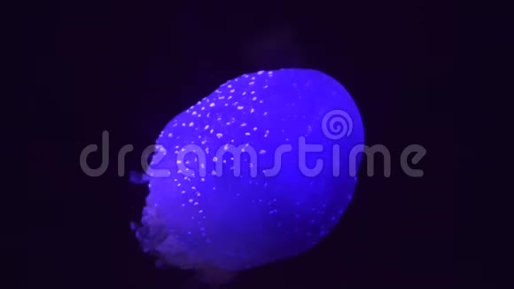 蓝色水母海洋生物视频的预览图
