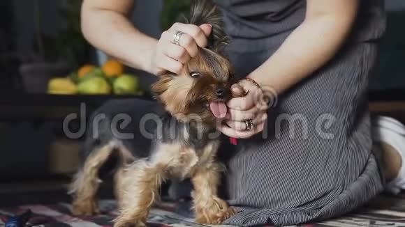 约克犬被刷过宏女人梳洗狗靠近女孩拽着狗但狗试图咬她视频的预览图