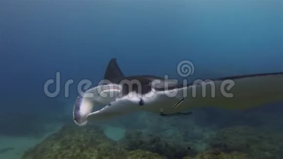 优雅平静的曼塔雷和鱼在温柔美丽的阳光下蓝色的海水视频的预览图