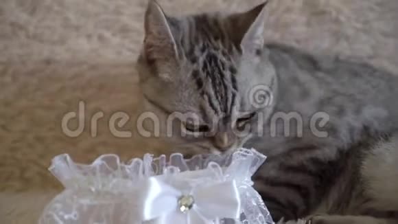 灰色苏格兰或英国猫与新娘袜带视频的预览图