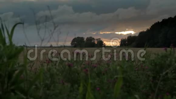 多利沿着草地野花和麦田拍摄追踪东弗里斯亚有金色的日落和戏剧性的天空视频的预览图