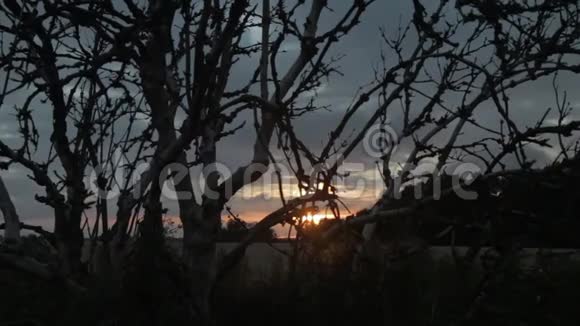 德国东弗里西亚奥斯特弗里斯兰EastFrriesland的一片麦田在夕阳的映衬下一棵古老的小树剪影多利射击跟踪射视频的预览图